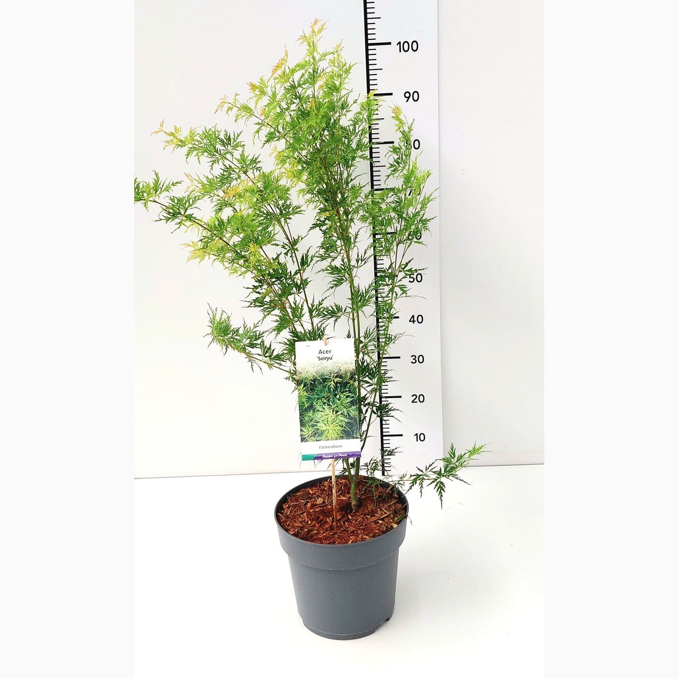 Japansk lönn – Acer pal. 'Seiryu' - C7.5 80-100 CM